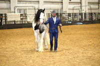 10. Stallions 3 yrs old