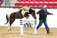 22. Mini Horse - Open Jumper