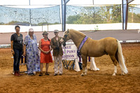 Friday - Halter Classes