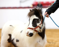 4. Mini Horse - Halter