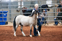 052 & 252 Section A Gelding 2 & Under