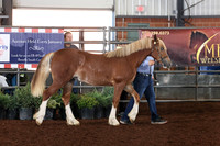 108 Section D, Yearling & Under