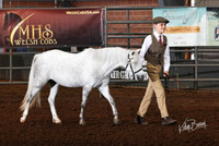 229B Welsh Jr. Handler - 11-12