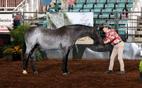 126 Section B, 3 & 4 Year Old Mares