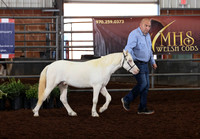 101 Section A, Yearling & Under