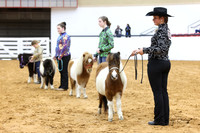 6. Mini Horse - Stock Type Halter