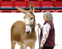 3. Donkey - Open Halter