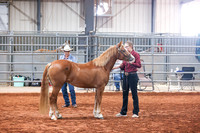058 & 258 Section C Gelding, All Ages