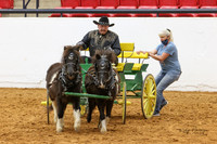 19. Mini Horse - Obstacle Driving