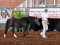 127 Section A, 5 & Over Brood Mares