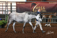 229A Welsh Jr Handler - 10& Under