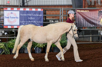 156-158 Section A Geldings