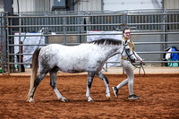 056 & 256 Section B Gelding 3 & Over
