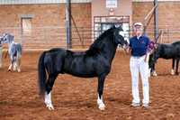 KSB_8212