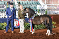 WEDNESDAY & THURSDAY HALTER CLASSES