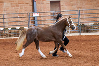 062 & 262 Section C 2 Yr Old Fillies