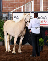 165-167 Section D Geldings