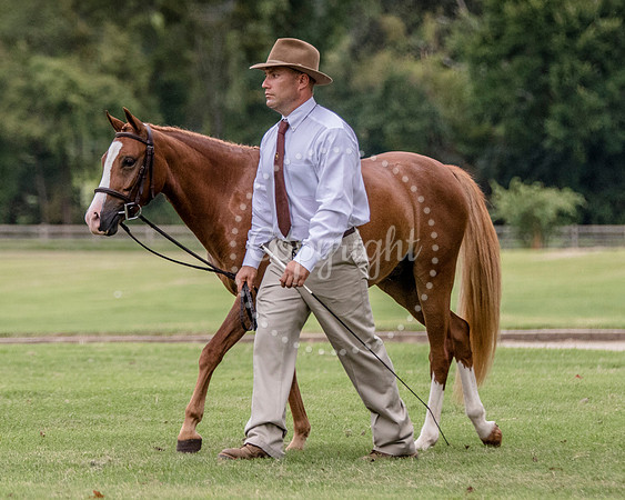 6V9A2386