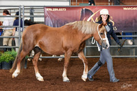 135 Section C, 5 & Over Mare