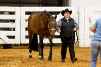 2. Horse - Halter Geldings