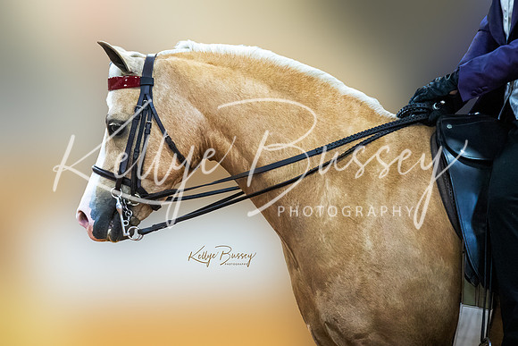 Saddleseat Welsh Portrait Blur-Edit