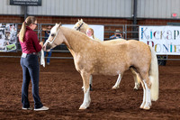 137 Sr CH and Rs Section C Mare