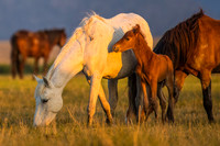 Wild Mare and Foal