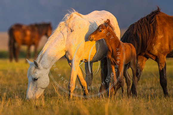 Wild Mare and Foal