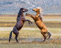 The Battle