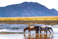 Marsh Horses