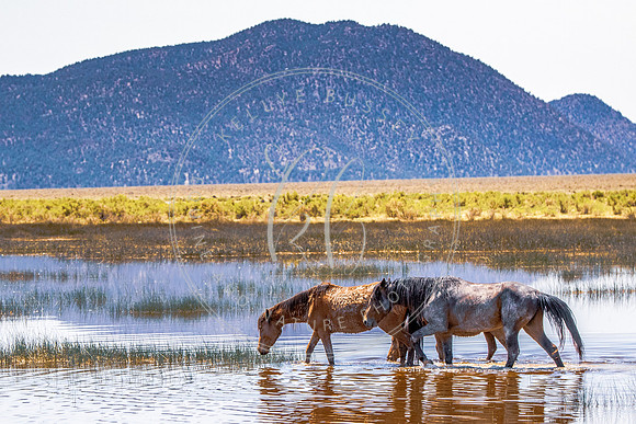 Marsh Horses