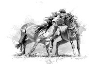 Wild Stallions