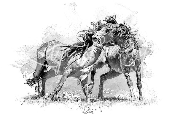 Wild Stallions