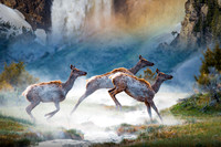 A Dream of Yellowstone