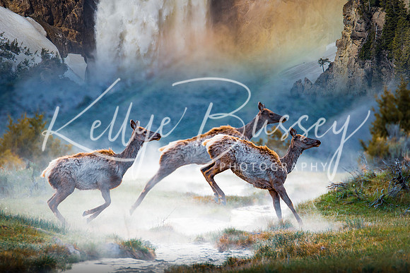 A Dream of Yellowstone