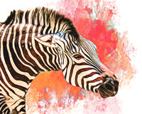Cranky Zebra