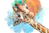 Curious Giraffe