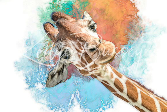 Curious Giraffe