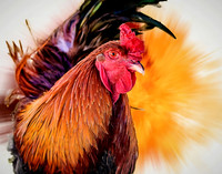 Rooster