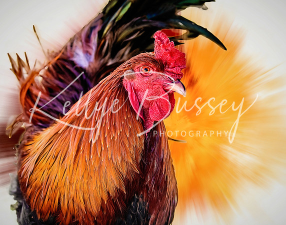 Rooster
