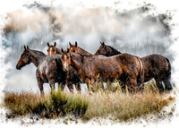 Rain Horses