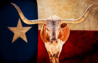 Long Horns and Lone Star