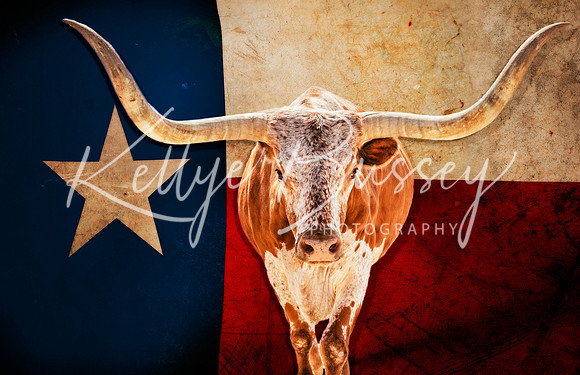 Long Horns and Lone Star