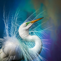 Feathered Finery