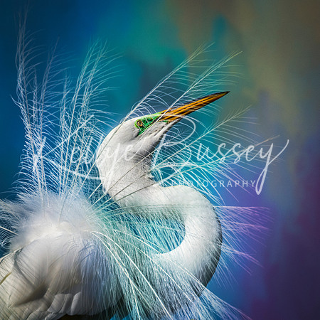 Feathered Finery