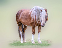 Blurred Background - Simple