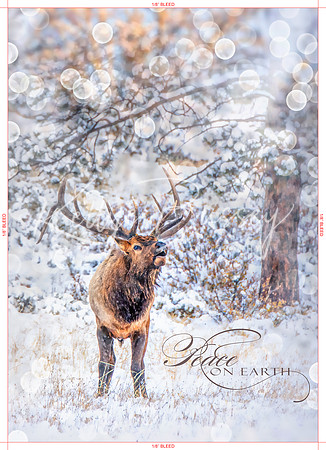 Peace on Earth