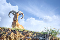 Aoudad Overlook