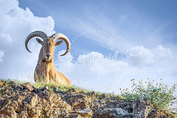 Aoudad Overlook