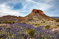 Castalon with Bluebonnets